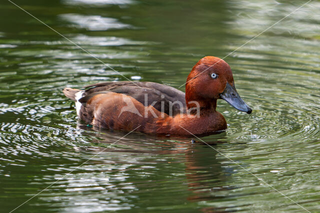 White-eyed Pochard