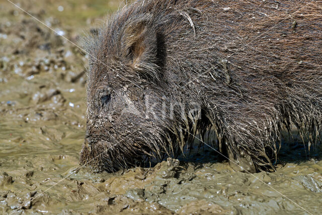 Wild Boar (Sus scrofa)