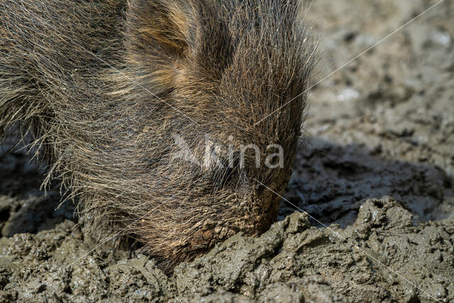 Wild Boar (Sus scrofa)