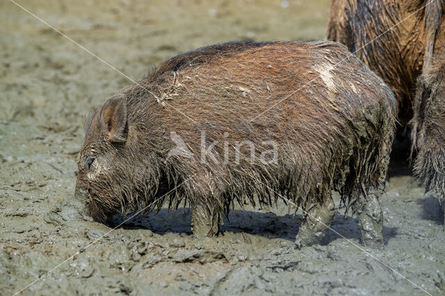 Wild zwijn