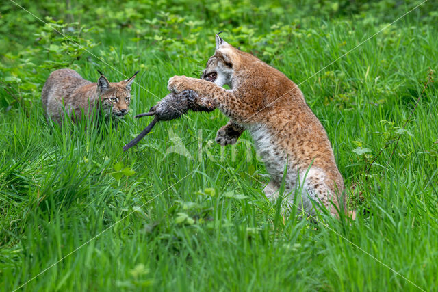 Euraziatische lynx (Lynx lynx)