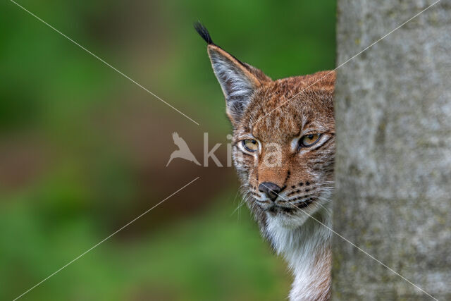 Euraziatische lynx (Lynx lynx)