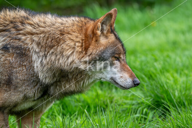 Europese wolf (Canis lupus lupus)