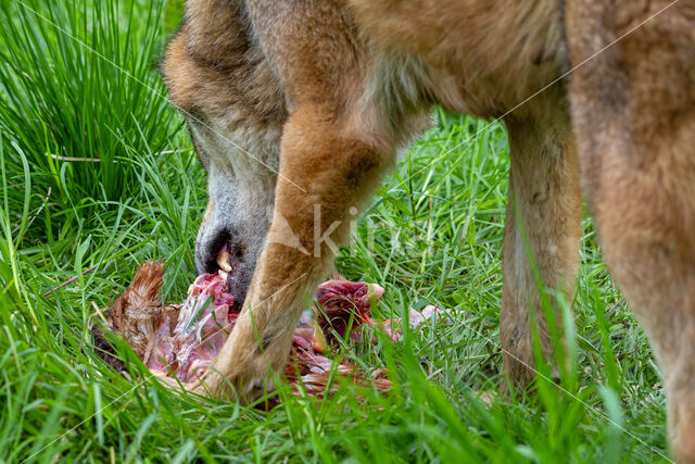 Europese wolf (Canis lupus lupus)