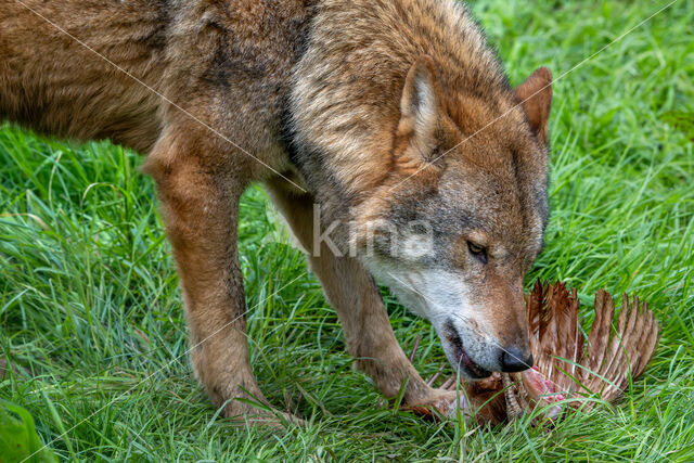 Europese wolf (Canis lupus lupus)