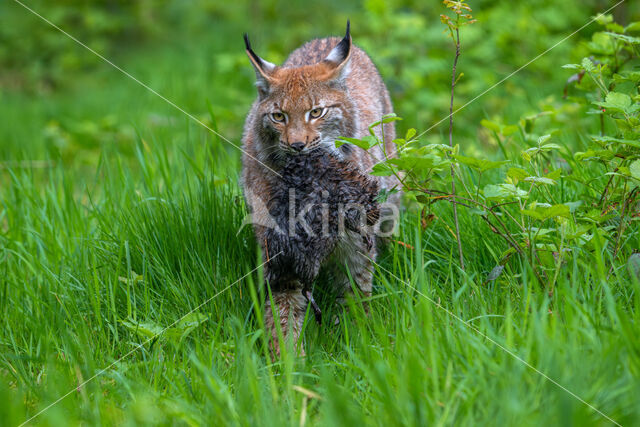 Euraziatische lynx (Lynx lynx)