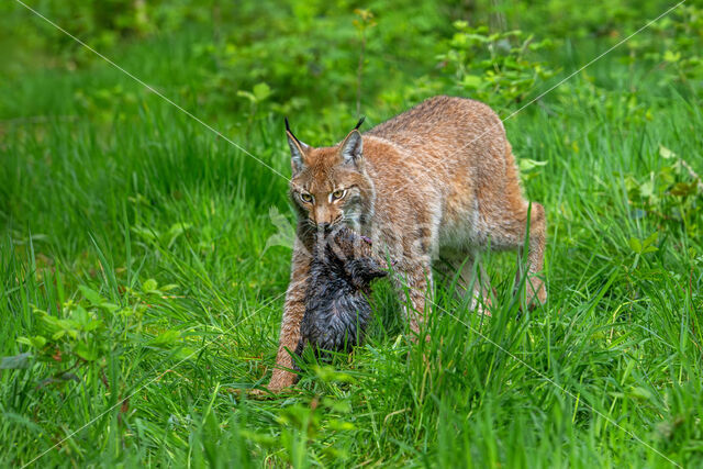 Eurasian Lynx (Lynx lynx)