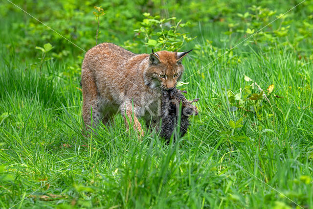 Eurasian Lynx (Lynx lynx)