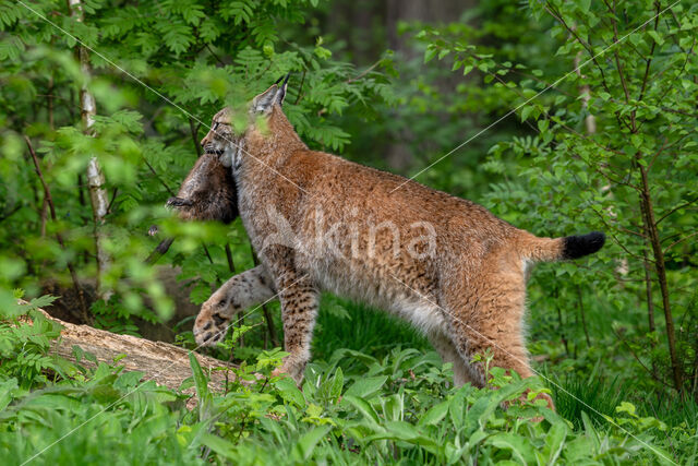 Euraziatische lynx (Lynx lynx)