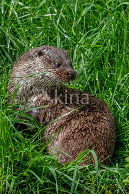 Visotter