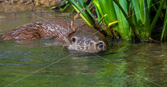 Visotter