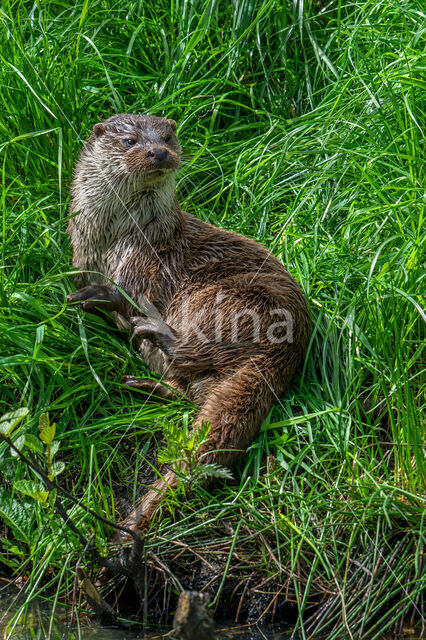 Visotter