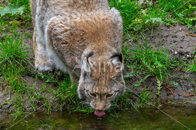 Euraziatische lynx (Lynx lynx)