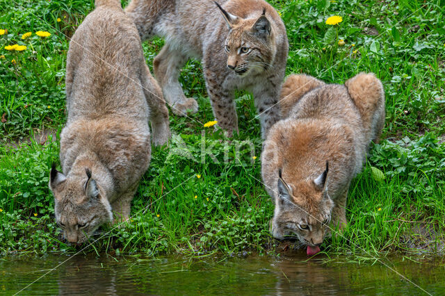 Eurasian Lynx (Lynx lynx)