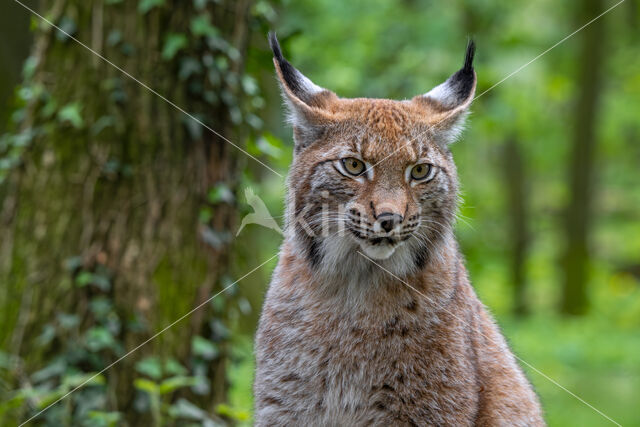 Euraziatische lynx (Lynx lynx)