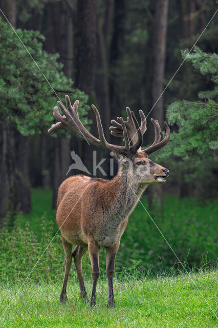 Red Deer (Cervus elaphus)