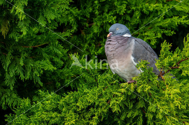 Houtduif (Columba palumbus)