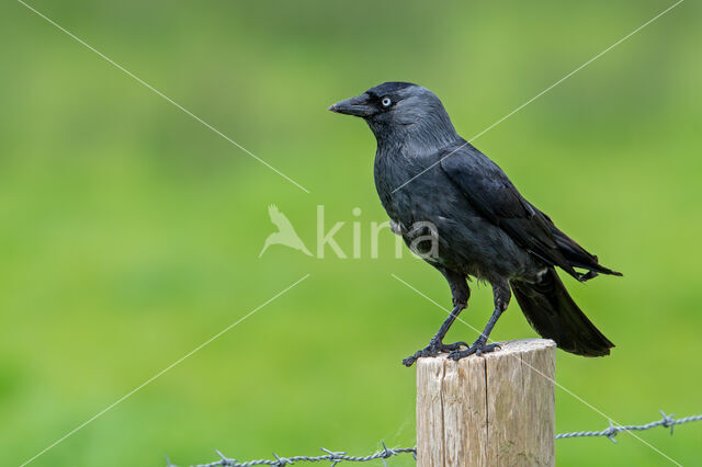 Eurasian Jackdaw (Corvus monedula)