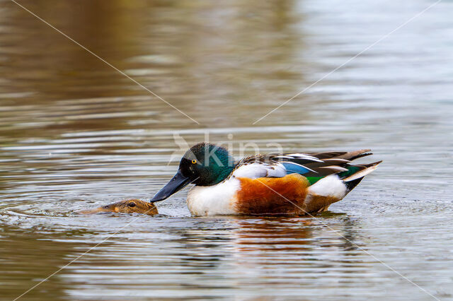 Northern Shoveler (Anas clypeata)