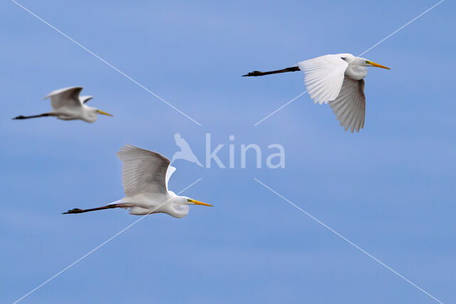 Grote Zilverreiger (Ardea alba)