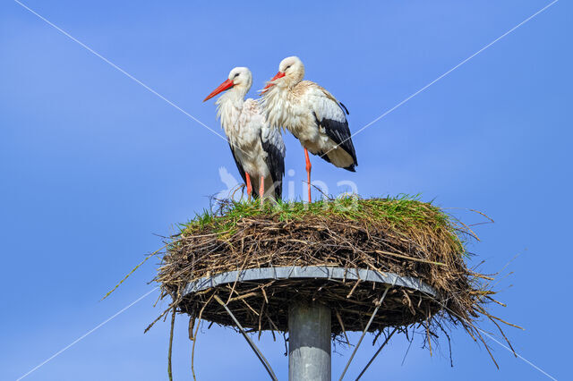 White Stork (Ciconia ciconia)