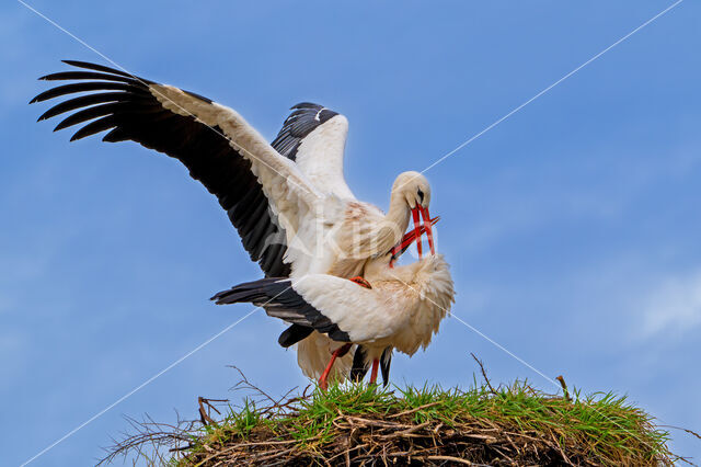 White Stork (Ciconia ciconia)