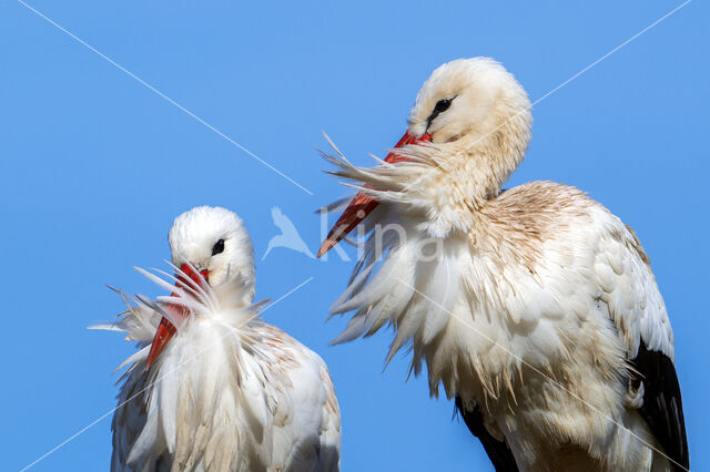 White Stork (Ciconia ciconia)