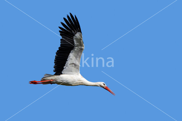 White Stork (Ciconia ciconia)