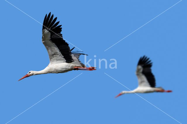 White Stork (Ciconia ciconia)