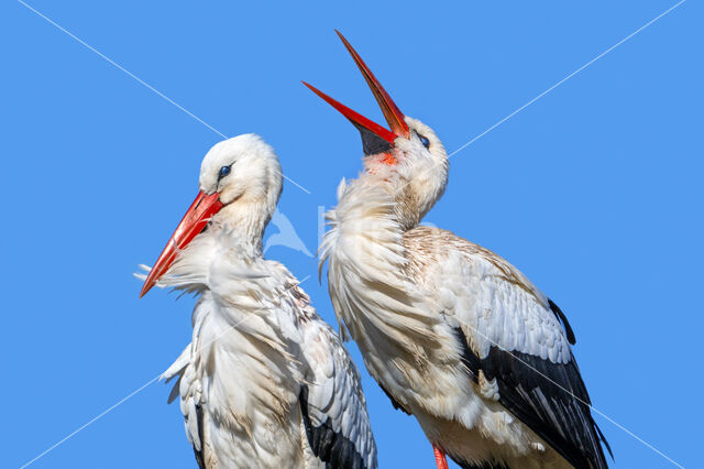 White Stork (Ciconia ciconia)