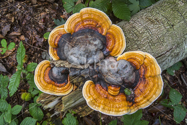 Red Banded Polypore (Fomitopsis pinicola)