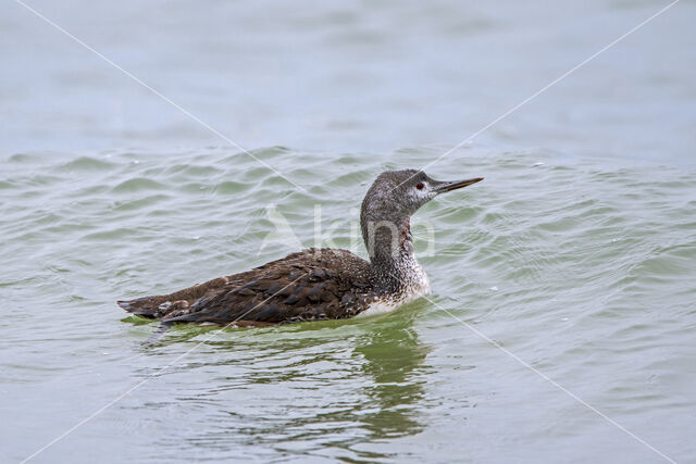 Red-throated Loon