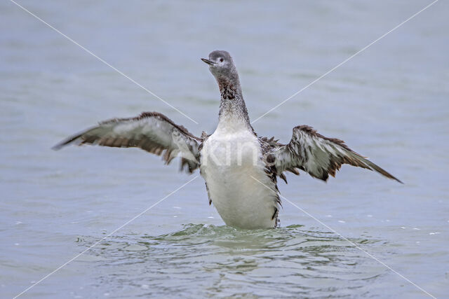 Red-throated Loon