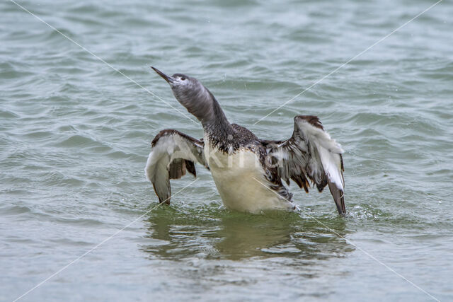 Red-throated Loon