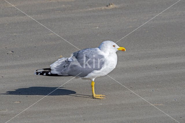 Geelpootmeeuw (Larus michahellis)