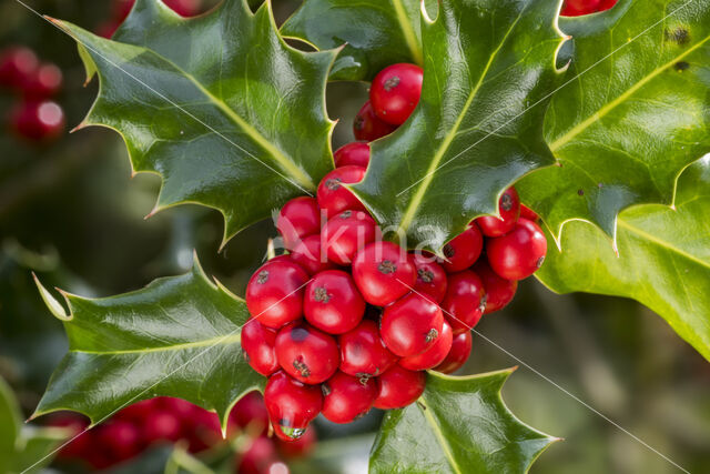 Hulst (Ilex aquifolium)