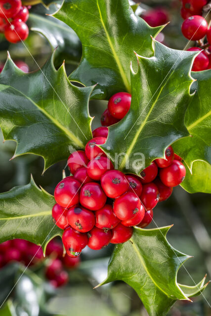 Holly (Ilex aquifolium)