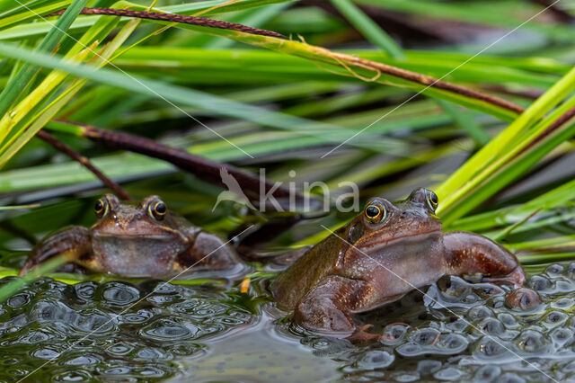 Common Frog (Rana temporaria)