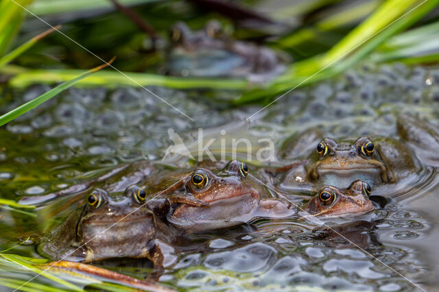 Bruine kikker (Rana temporaria)