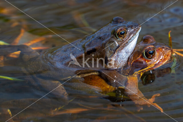 Bruine kikker (Rana temporaria)