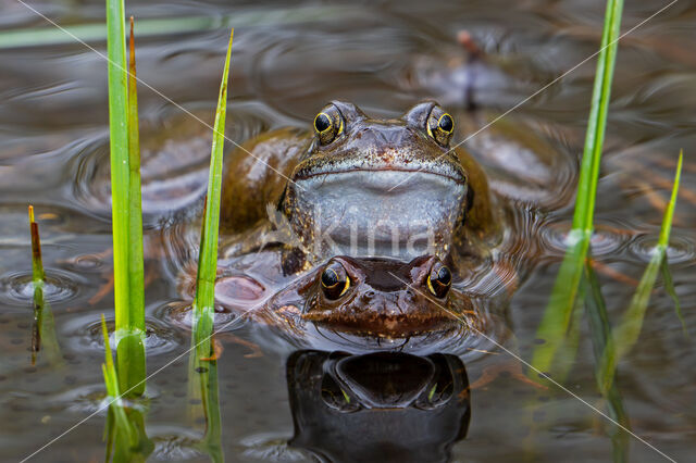 Common Frog (Rana temporaria)