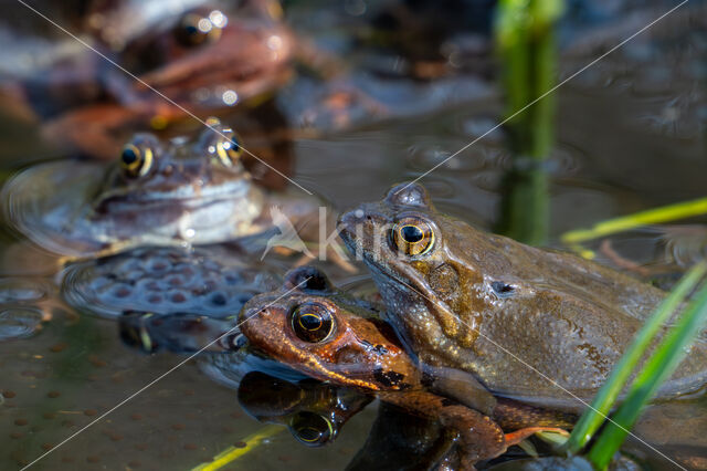 Common Frog (Rana temporaria)