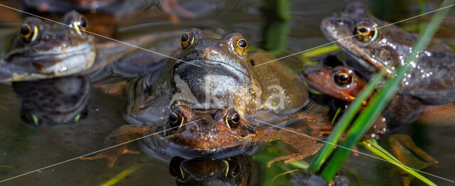 Common Frog (Rana temporaria)