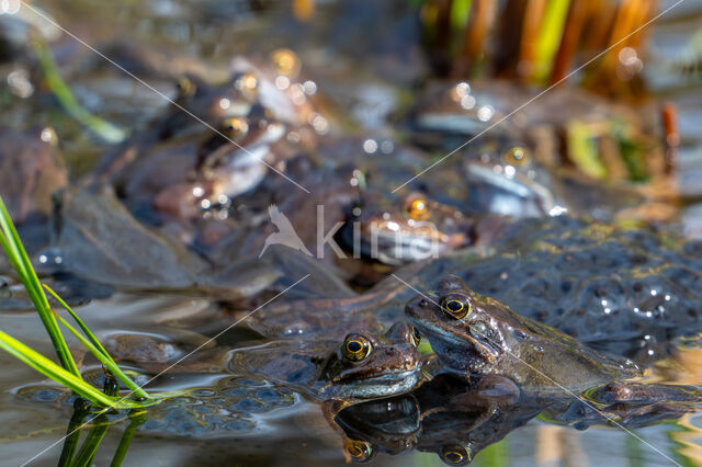 Common Frog (Rana temporaria)