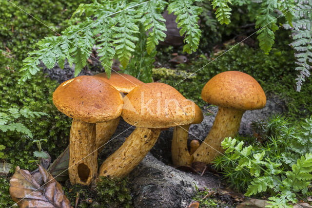 Giant Flame Cap (Gymnopilus junonius)