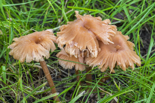 Deceiver (Laccaria laccata)