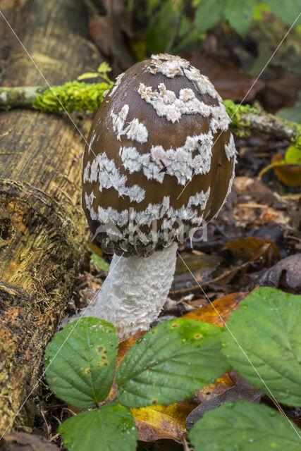 Pleated Inkcap (Coprinus picaceus)