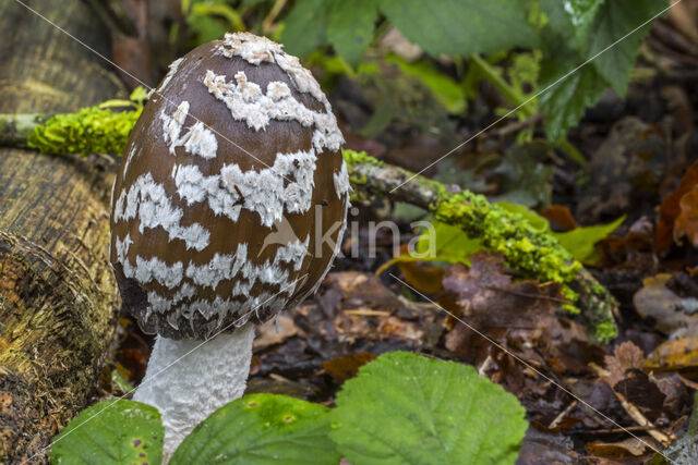 Pleated Inkcap (Coprinus picaceus)