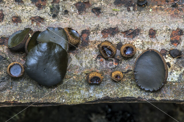 Black jelly drops (Bulgaria inquinans)