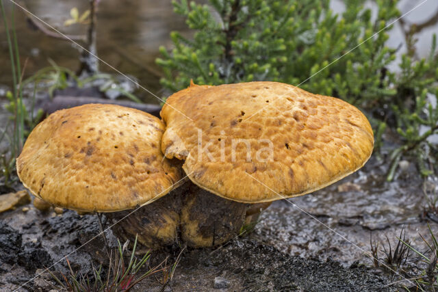 Giant Flame Cap (Gymnopilus junonius)